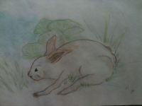 Wild Hare
